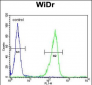 IL31 Antibody (N-term)